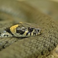 Ringelnatter (Natrix natrix natrix)